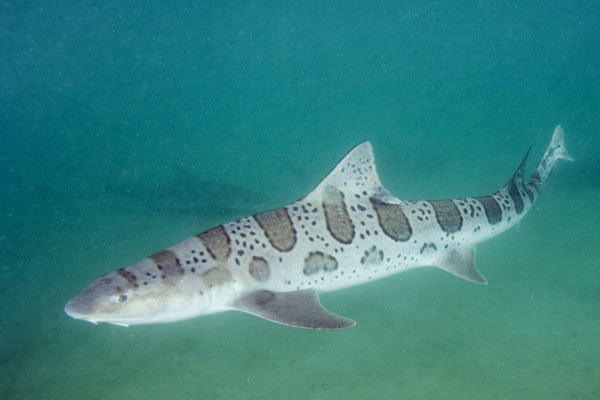 leopard-shark-pictures